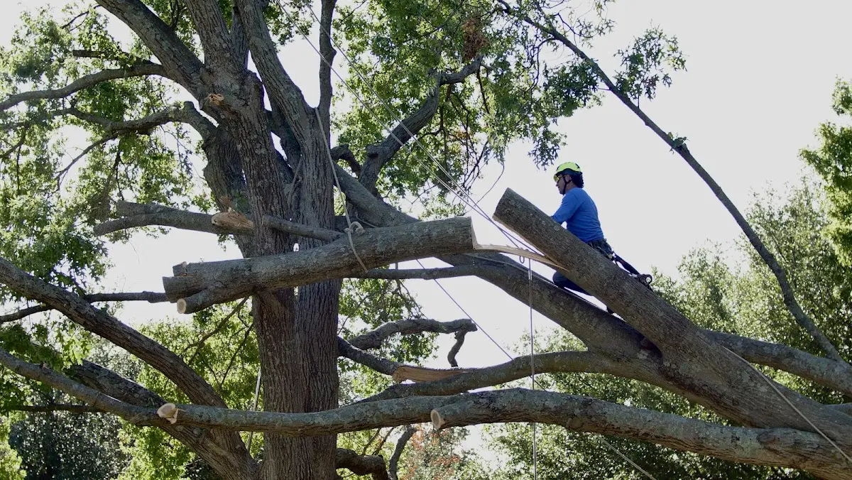 Professional Hazardous Tree Removal performed by certified arborists in Brutus