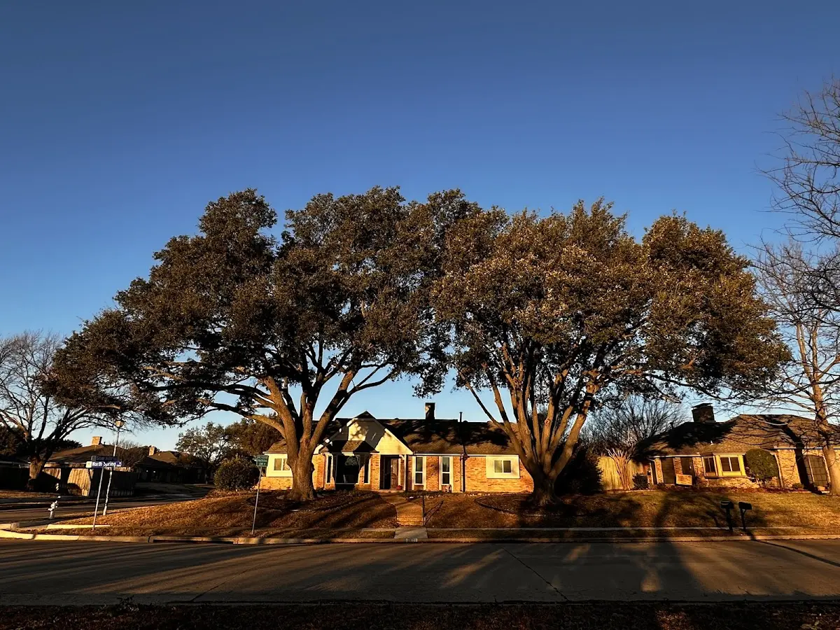 Established residential canopy tree shading a home in Brutus